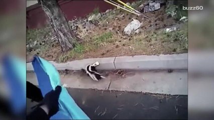 A skunk's love of yogurt once again requires a police response