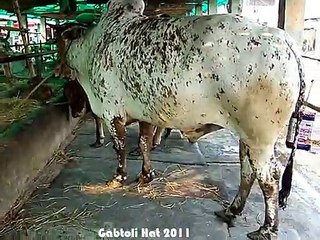 Qurbani Eid In Bangladesh 2011