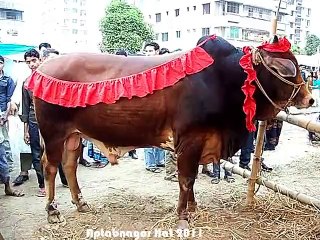 Qurbani Eid In Bangladesh 2011