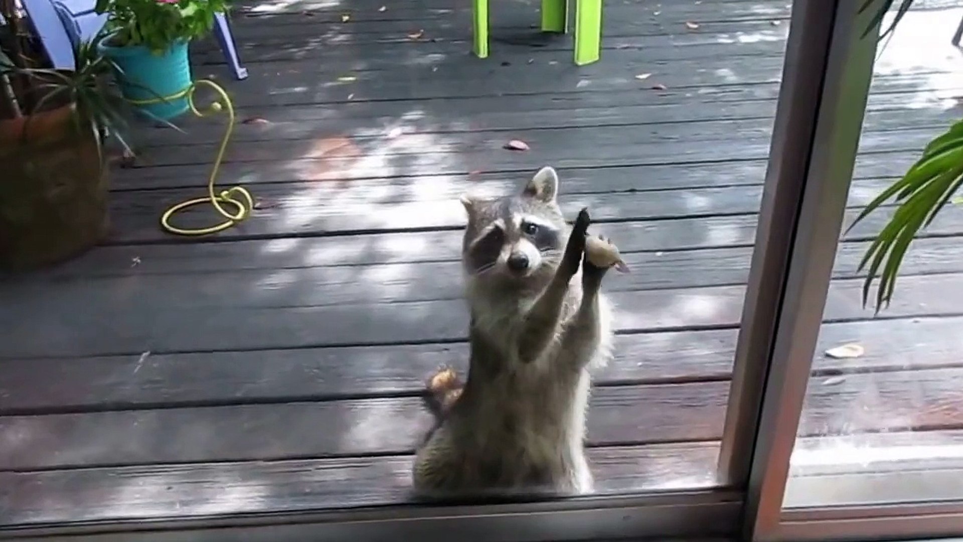 ¿Y si una mamá mapache tocara la puerta de tu casa?