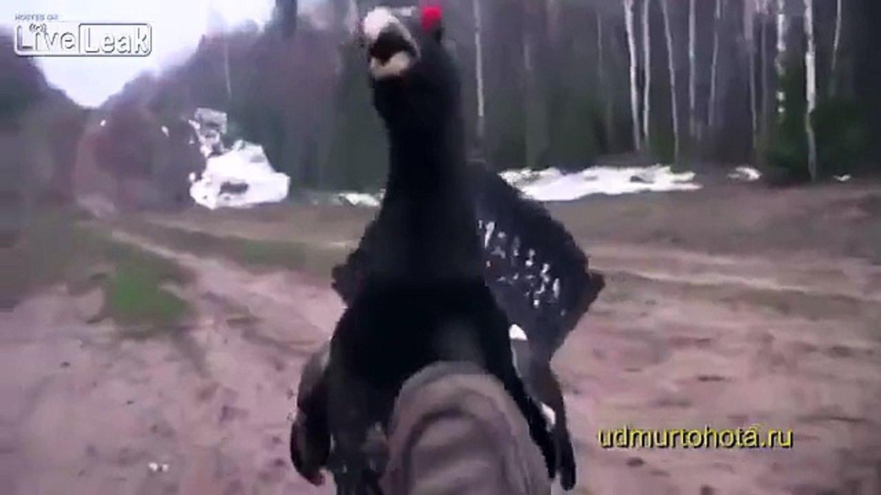 Russia, Wood Grouse attack