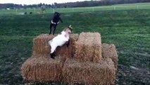 Bouncing Goats Try Their Hooves at Parkour