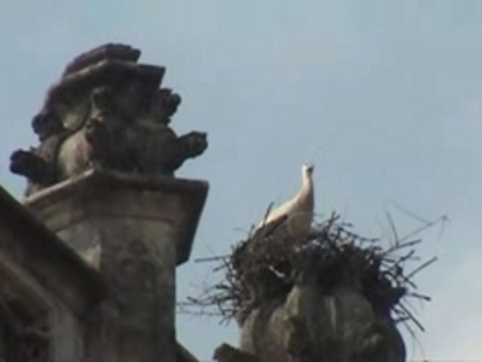 Cigogne blache