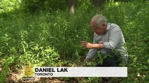 Canadians suffer with surge in lyme disease