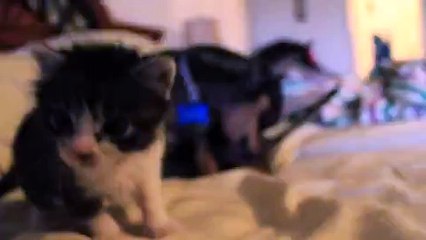 Kitten and Dog Share Special Bond