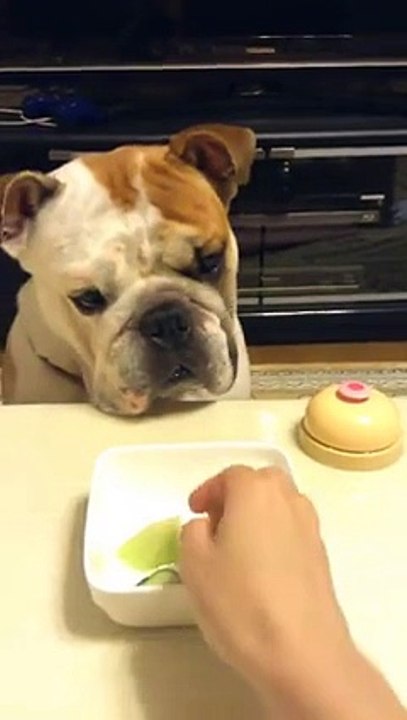 perro educado