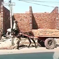 LiveLeak.com - Unloading a donkey cart