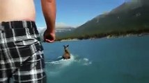 Drunk Canadian guy rides a moose!