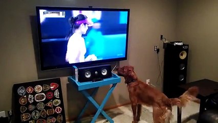 Dog Loves Tennis