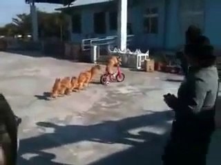 Dogs Conga Line