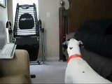 Dogs Chasing Laser Pointers