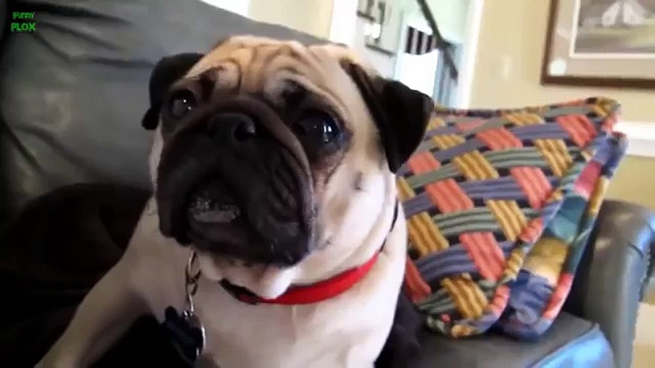 Funny Guilty Dogs Compilation