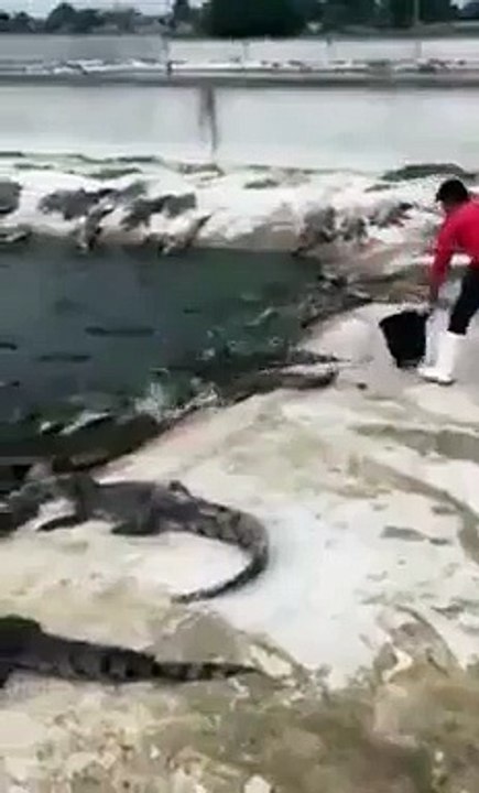 Donner à manger aux crocodiles