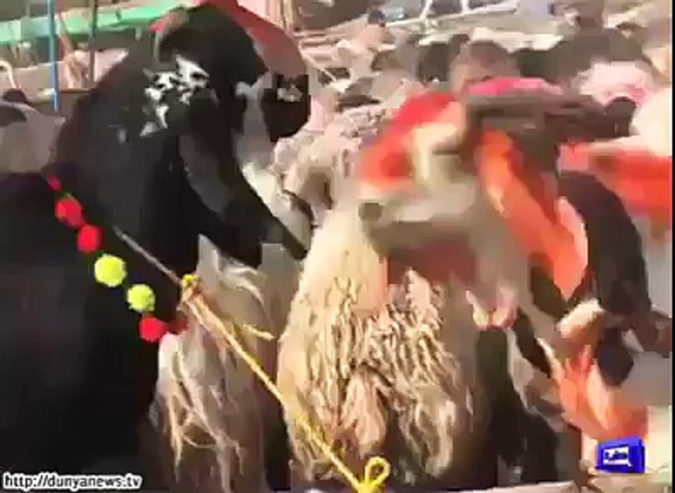 naswaar waala bakra