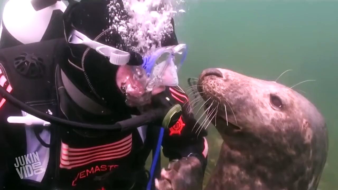 Scuba Diver and Seal Become Best Friends