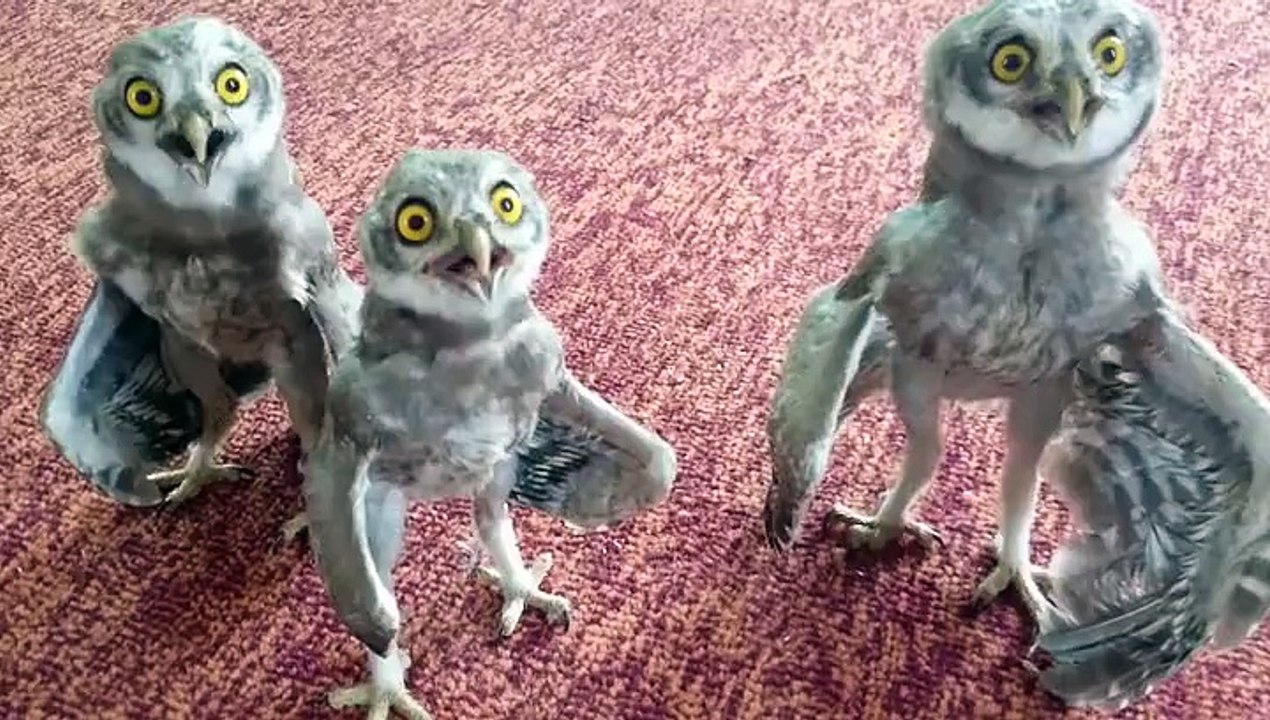 3 Epic Owl Babies