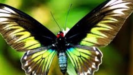 Top 12 most beautiful  butterflies in the world
