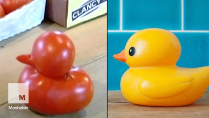 Tomato shaped like a rubber duckie is too precious for your salad