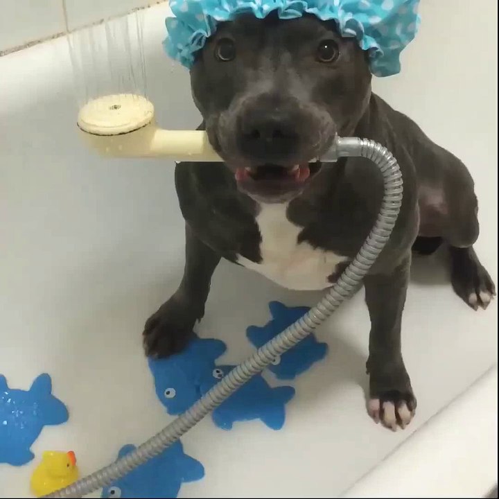 Un chien emballé à l'idée de prendre son bain