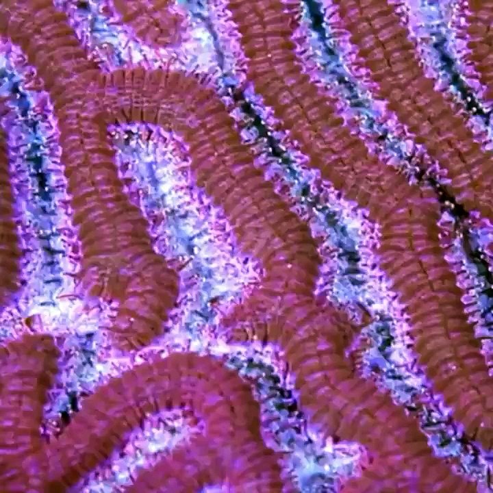 NEW Best Vines for SCIENCE AND TECH - September 1, 2015 Tuesday Night