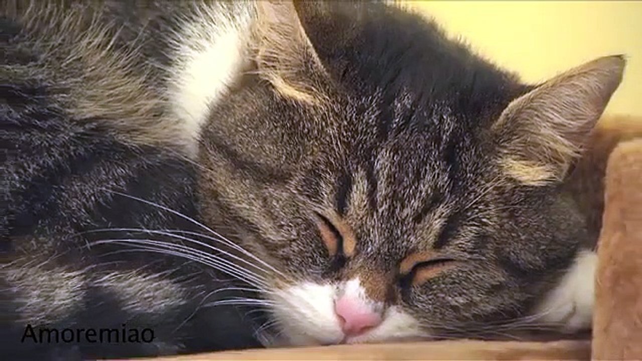 Gatto spaventato dai suoi miagolii XD