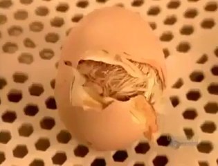 What comes first in the world Egg or Hen