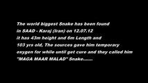 Шок видео! Самая большая змея в Мире Найдена в 2012 году!