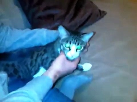 Не шутите с чеченским котэ)))