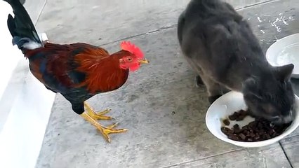 Петух отбирает еду у кота чем всё закончится!