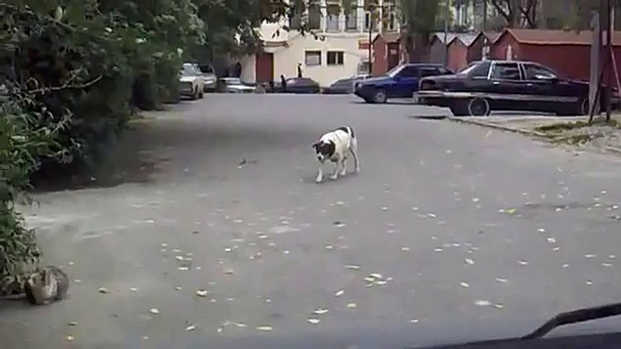 Собака подкрадака, котэ ниндзя, прикол!