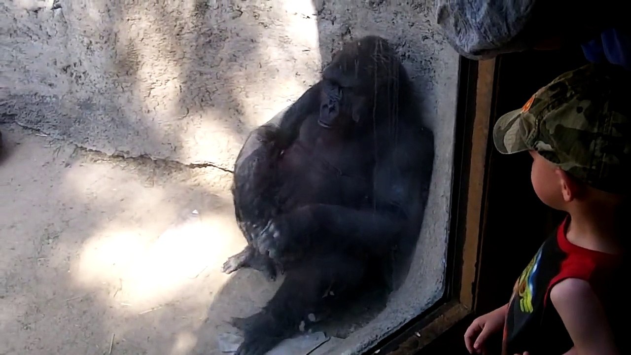 GORILLA PLAYS WITH BOY AT ZOO! Funny!