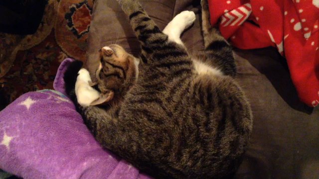 Cat Sleeps In Weirdest Position