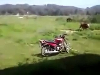 Motosiklete hallenen boğa  -D