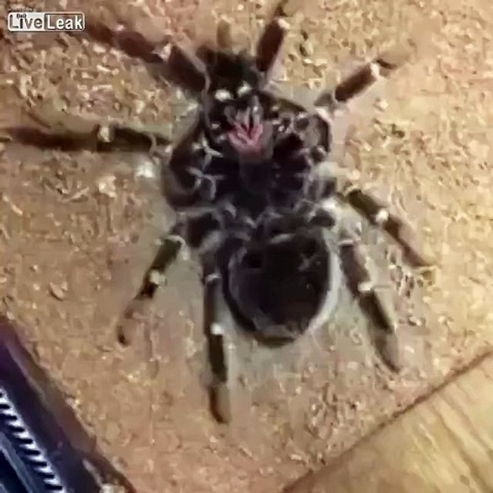 LiveLeak.com - Tarantula molting in high speed