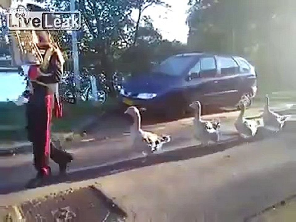 The ancient art of geese herding