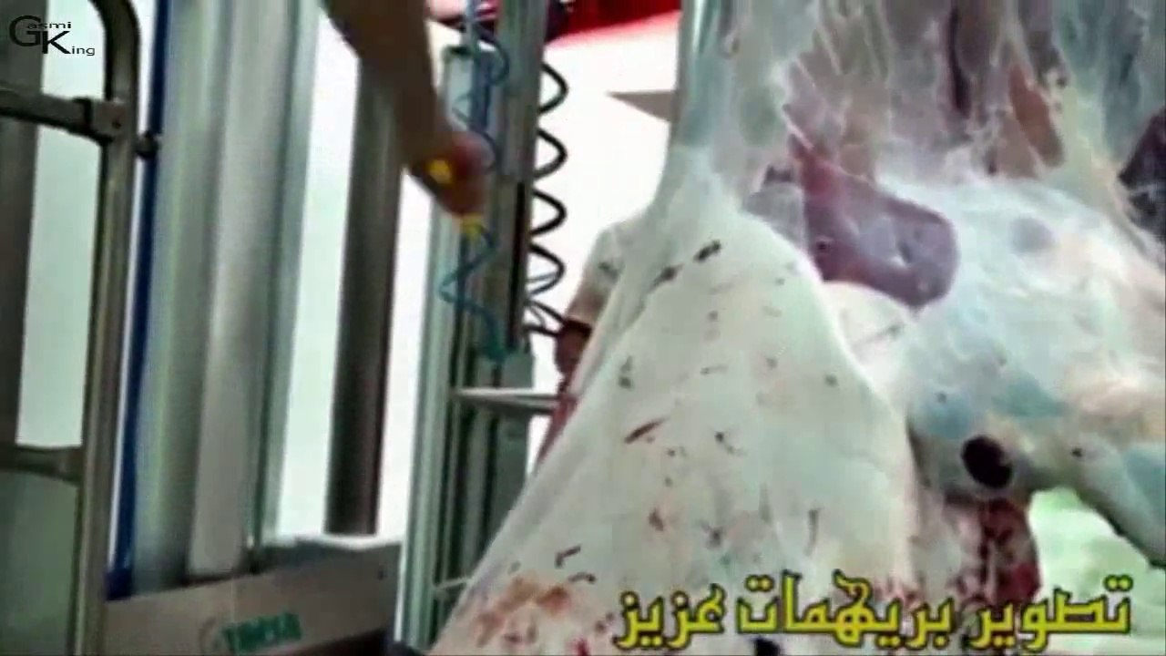 مذبح حاسي بحبح ولاية الجلفة Abattoir