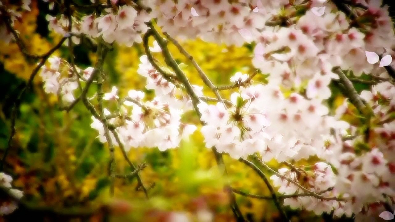 Ryuichi Sakamoto Forbidden Colours - LeeOneDj - cover