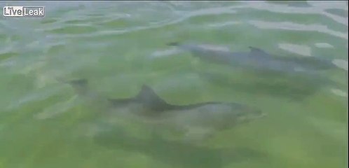 LiveLeak.com - Amazing Creatures