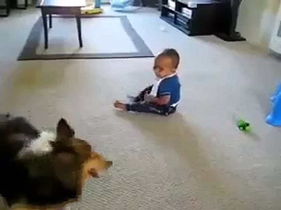 PERRO JUGANDO CON NIÑO