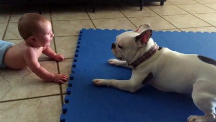 Divertido BullDog frances alegra a un bebé de seis meses