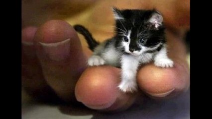 WORLDS SMALLEST CAT 2015