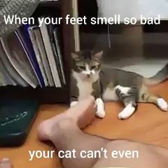 When your feet smell so bad your cat cant even