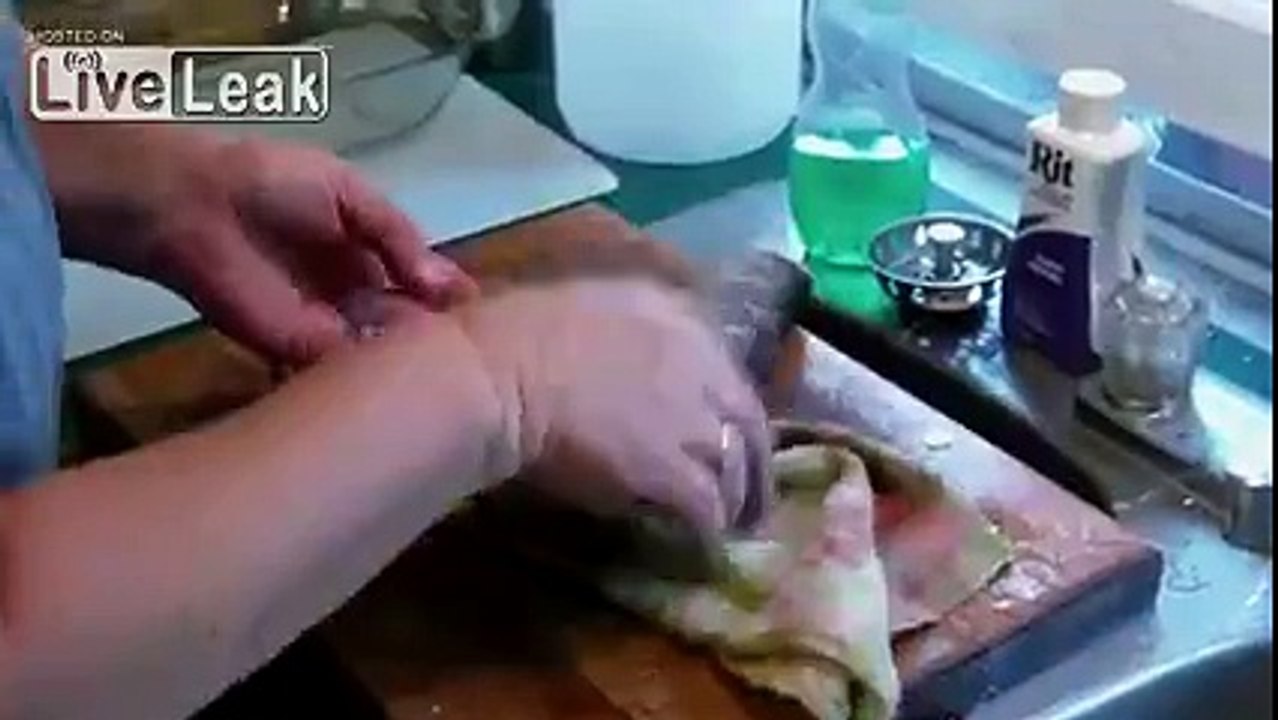 LiveLeak.com - Gutted and Beheaded Fish Fights Back