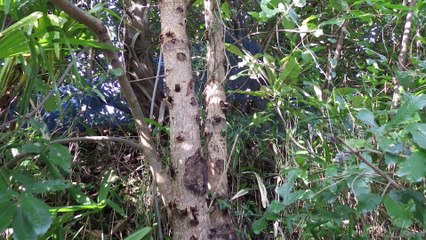 クワガタ採集ダイアリー 2014年8月