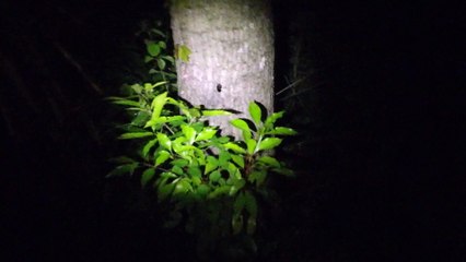 クワガタ採集ダイアリー 2014年6月上旬 その2