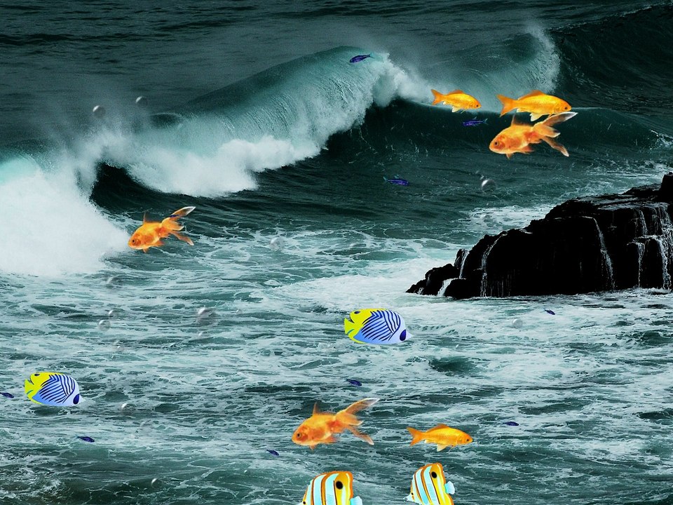 Les petits poissons dans l'eau