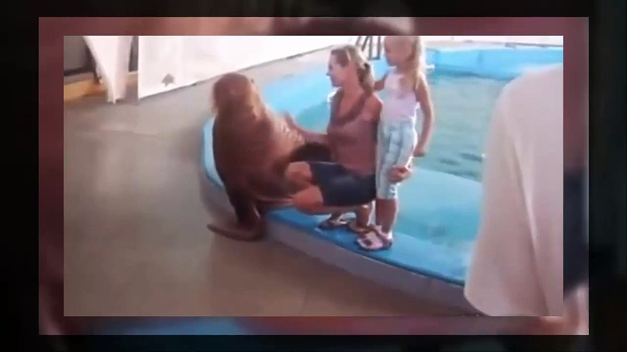 A spanking walrus