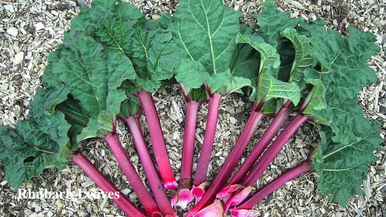 Top 10 Foods That Are Slowly Killing You 2015