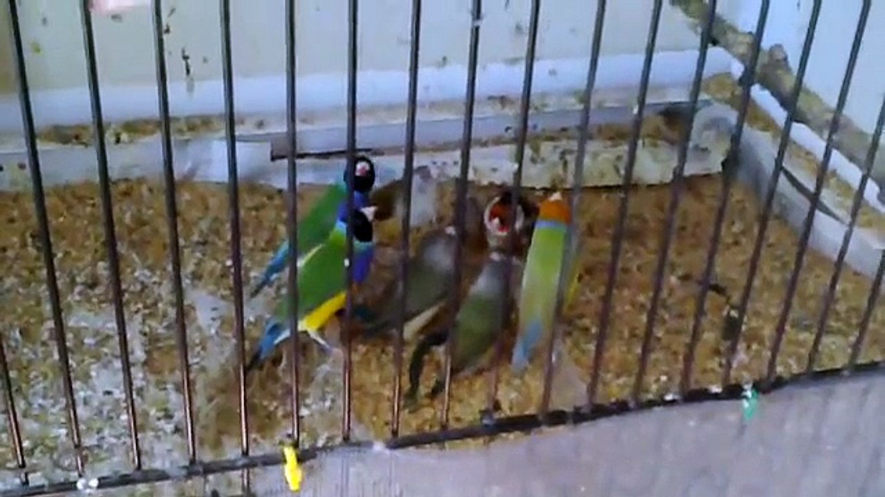 Gouldian Finch "es" ( Gökkuşağı İspinozu ) listening Goldfinch ( Saka ) :)