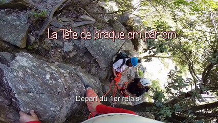 Aquarelle, lichens, roche et Tête de braque (escalade 2ème longueur)